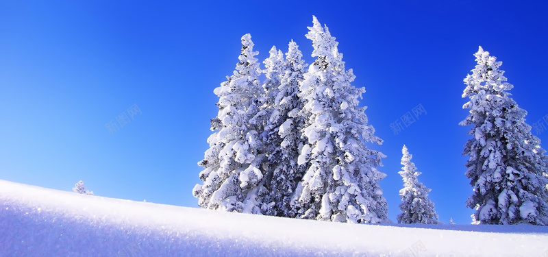 雪松雪景psd设计背景_新图网 https://ixintu.com 海报banner 雪地背景 雪景 雪松