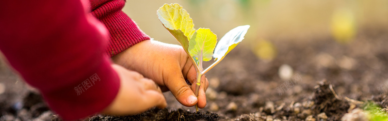 栽进泥土里的植物幼苗摄影jpg_新图网 https://ixintu.com 双手 土壤 嫩苗 小手 幼苗 微距 摄影 泥土 海报banner 特写 风景