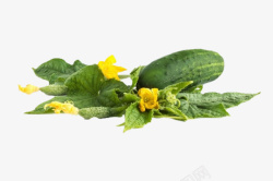 黄瓜幼苗简约清新蔬菜美食黄瓜图高清图片