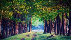 森林里的小路蓝天森林里的小路高清图片