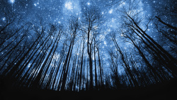 树林仰视仰望夜空星空树林背景高清图片
