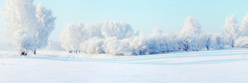 雪松雾凇背景