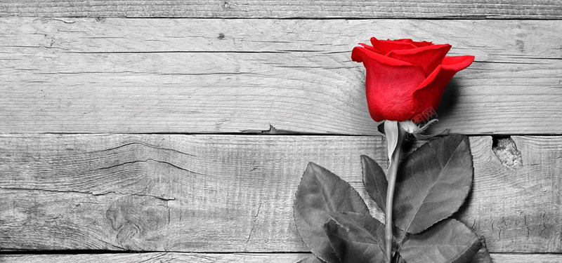 木板上的一只玫瑰花背景背景