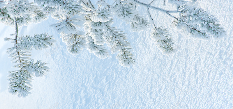 雪地雪花图片素材下载松树雪地摄影图片