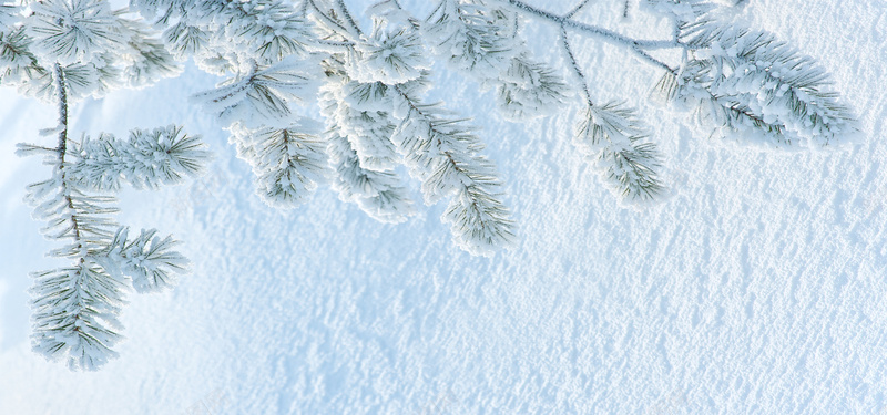 松树雪地摄影图片