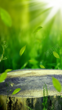自然清新绿色新鲜落叶木纹阳光H5背景图背景