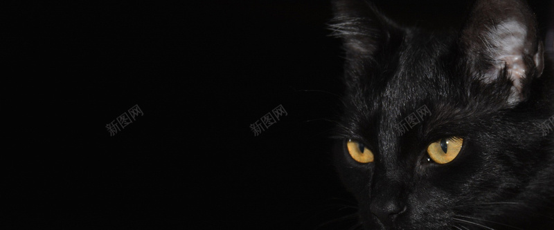 猫咪背景jpg_新图网 https://ixintu.com 动物 宠物 摄影 海报banner 猫 猫咪 风景 黑猫 黑色