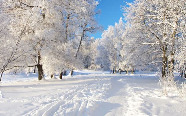 创意摄影合成雪地大树摄影图片