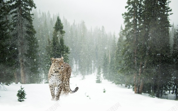 冬天雪景森林豹子背景