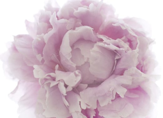 粉紫色花朵碎花花瓣背景