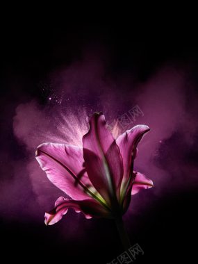 紫色发光百合花卉背景
