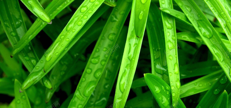 植物背景图jpg_新图网 https://ixintu.com 丛林 摄影 植物 海报banner 绿色 草丛 风景