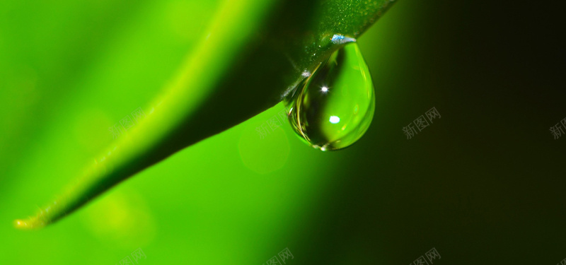 晶莹剔透绿叶水滴背景