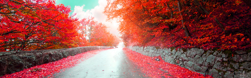 枫树林道路背景jpg_新图网 https://ixintu.com 天空背景 小路背景 摄影 枫叶背景 枫树背景 海报banner 石路背景 道路背景 风景 风景背景