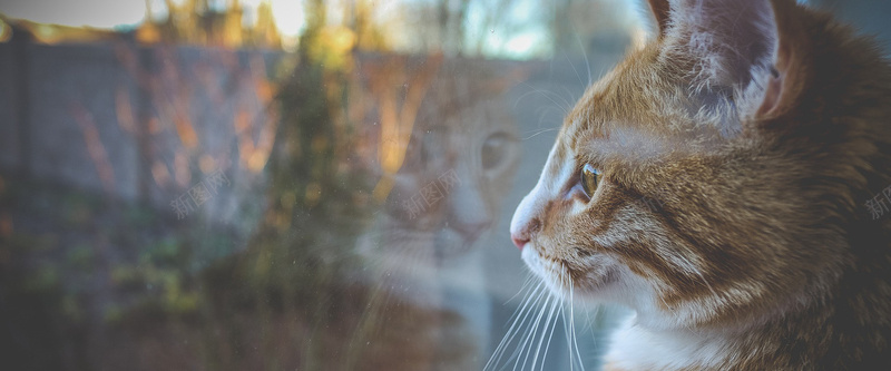 可爱猫咪背景背景图片免费下载 素材0svawgqwa 新图网