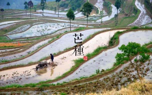 芒种休闲快乐高兴时光背景