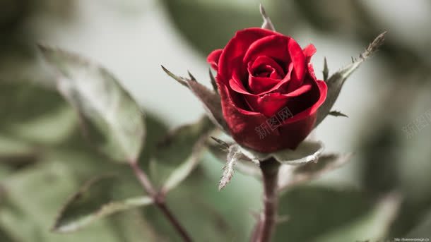 一朵带刺红色玫瑰背景