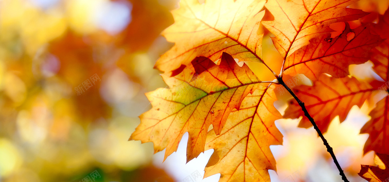 秋天枫叶背景摄影图片