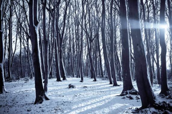 雪地森林创意摄影效果摄影图片