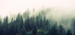 大雾中的森林摄影图片