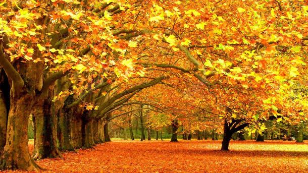 黄色大树成熟秋日背景