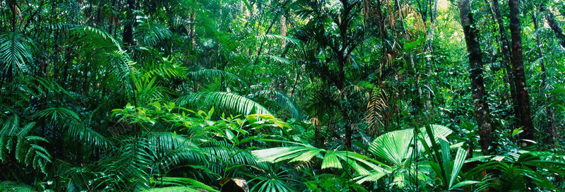 热带雨林风景banner壁纸psd_新图网 https://ixintu.com 摄影 植物 海报banner 素材 色彩 风景