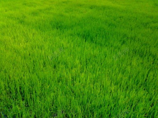 嫩绿的草地背景背景