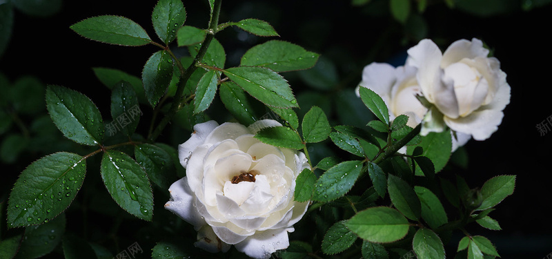 栀子花背景图jpg_新图网 https://ixintu.com 摄影 海报banner 白色栀子花 绿色 自然 露珠 风景