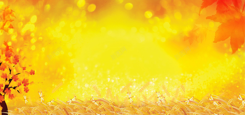 秋季金黄色大尺寸背景摄影图片