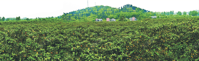 漫山茶树摄影图片