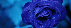 紫蓝色花朵蓝色妖姬水珠背景图高清图片