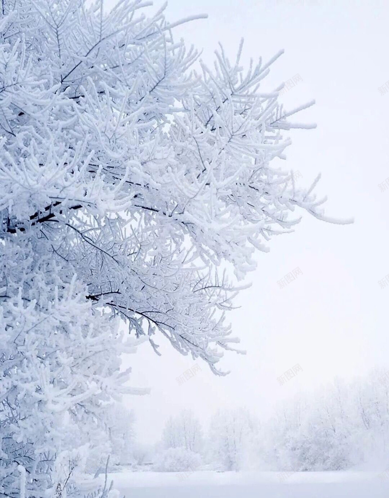 雾凇雪凇背景jpg_新图网 https://ixintu.com 大雪 摄影 背景 雪 雪凇 雾凇 风景