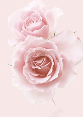 梦幻粉色花卉化妆品海报背景背景