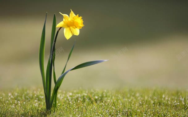 野外草地里的黄色小花背景