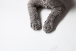 抬起猫爪的猫露出俩猫爪的灰猫局部高清图片