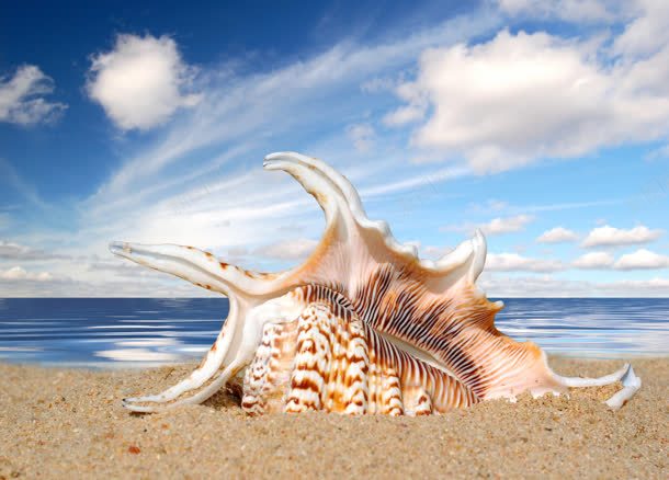 海滩上的大海螺海报背景jpg设计背景_新图网 https://ixintu.com 海报 海滩 海螺 背景