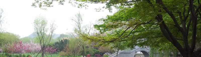 树林背景psd_新图网 https://ixintu.com 摄影 海报banner 清新 素雅 花 风景