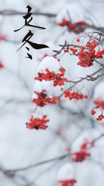 立冬二十四节气中国传统节气霜下雪背景