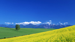 油菜花田野田园田野风光山坡背景