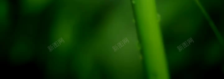 绿色背景jpg设计背景_新图网 https://ixintu.com H5 安静 小清新 护眼 植物 竹子 绿色 绿色背景