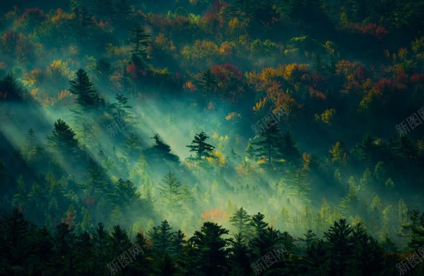 绿色茂密森林壁纸jpg设计背景_新图网 https://ixintu.com 壁纸 森林 绿色 茂密