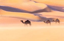 沙漠里的骆驼黄色沙漠里的骆驼高清图片
