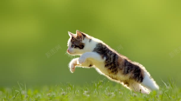 清新绿草地跳跃的小猫jpg设计背景_新图网 https://ixintu.com 新绿 草地 跳跃