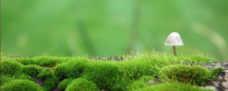 风景jpg_新图网 https://ixintu.com 摄影 植被 海报banner 绿色 背景 蘑菇 风景