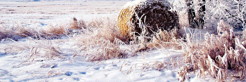 冬季雪地背景jpg_新图网 https://ixintu.com 冬季 寒冷 摄影 海报banner 野外 雪地 风景