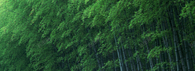 竹子背景摄影图片