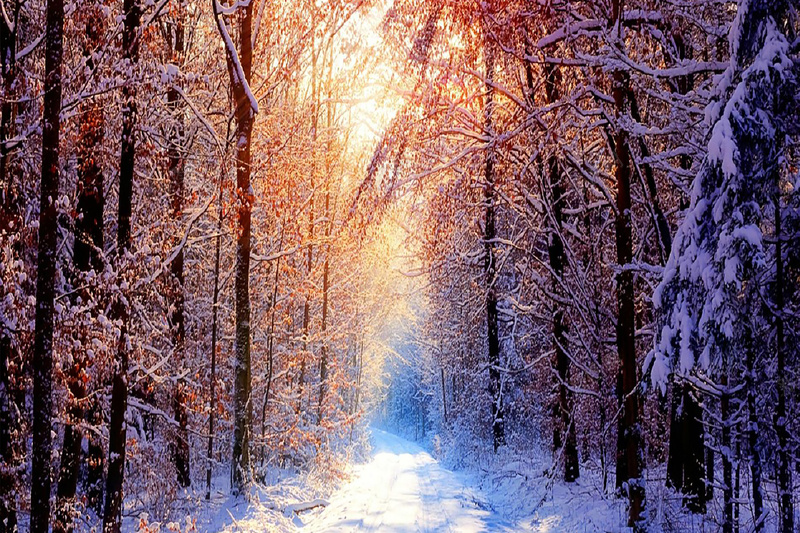 一缕温暖的阳光穿过冬日森林背景图jpg_新图网 https://ixintu.com 冬天 摄影 温暖 阳光 风景