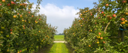 苹果园美丽的苹果树景色高清图片