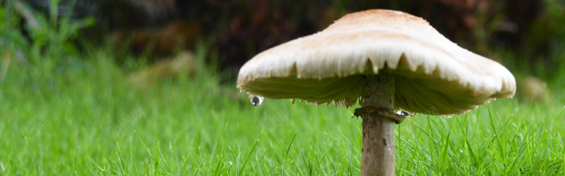 农业天然蘑菇背景背景