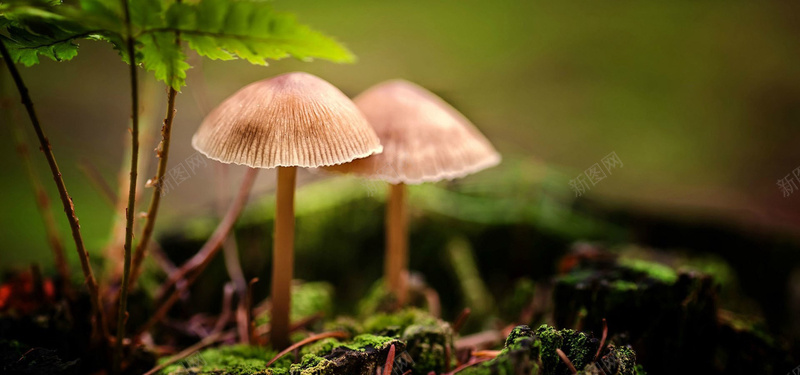 口菇原始森林野生菌菇背景摄影图片